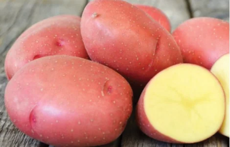 Насіннєва картопля сорт Еволюшн (Голандія) 1 репродукція