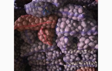 Продам картоплю оптом Білароса