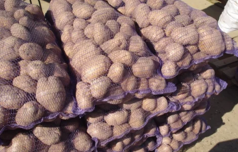 Куплю картошку словянка белларосса санте