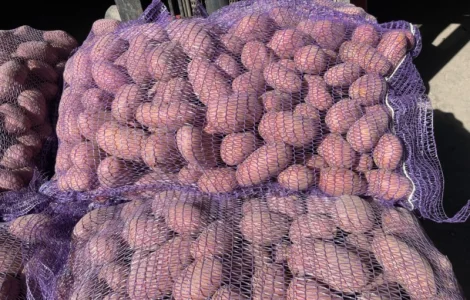 Відкритий продаж картоплі 2025! Поспішай