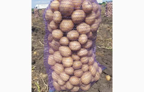 Продам картоплю