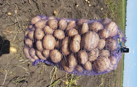 Продам картофель чистый