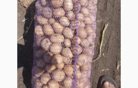 Продам картофель Аризона