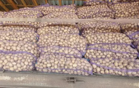 Продам посадковий матеріал рив'єра