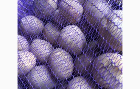 Картопля сорт гала і коломбо