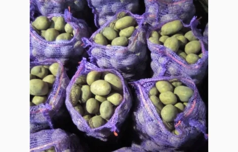 Продам домашню картоплю