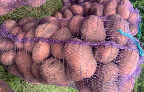 Картопля, Бульба Біла Роса. Продам