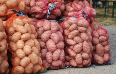 Продам домашню картоплю велику. Картошка опт