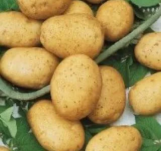 Куплю оптом молоду картоплю, купляємо по всій Україні