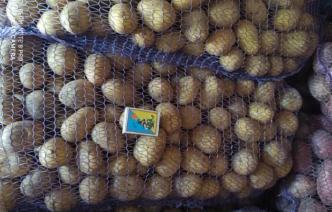 Продам насіннєву картоплю