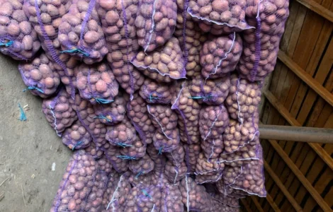 Продам велику картоплю