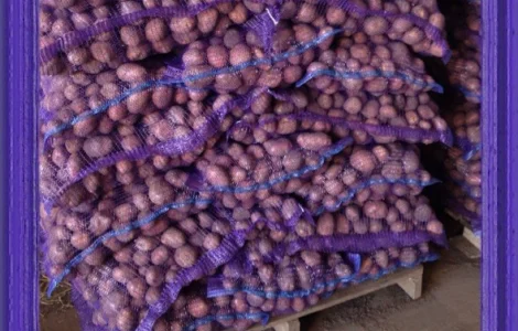 Продам товарную Картошку! Урожай 2026
