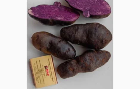Картопля фіолетова сорту Вітелот