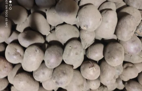 Продам насінневу картоплю сорт чорний принц