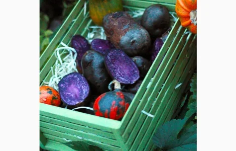 Фиолетовый картофель, фіолетова картопля, сорту Вітелот(Vitelotte)