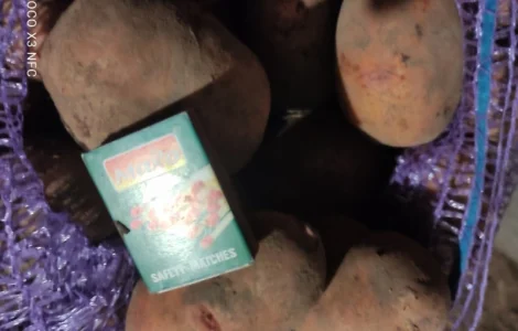 Продам посадкову картоплю сорту Княгиня