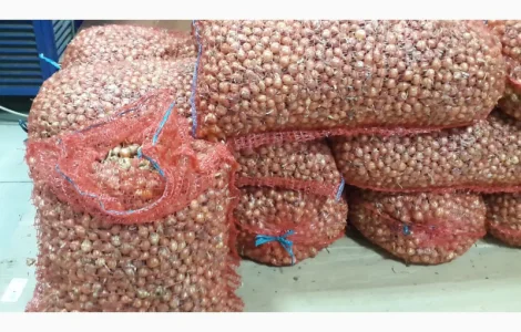 Лук севок штутгарт