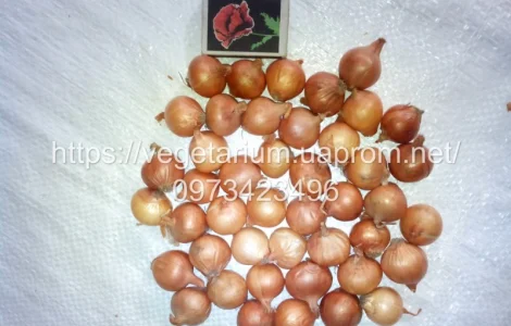 Лук севок, тыканка, сорт Штутгарт