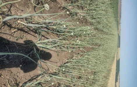 Продам семена лука Штутгарт