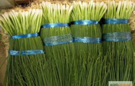 Продам семена Лук на перо Вайт Лиссабон