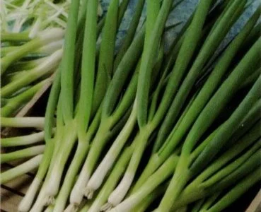 Продается семена лука Параде (на перо)