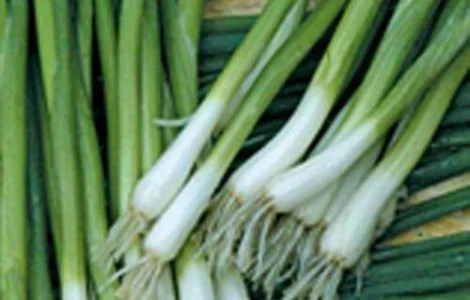 Продажа семян лука на перо Энтита