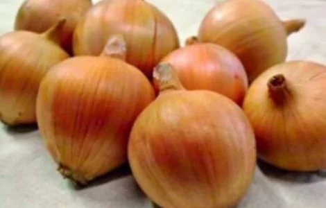 Продается семена лука Амфора F1