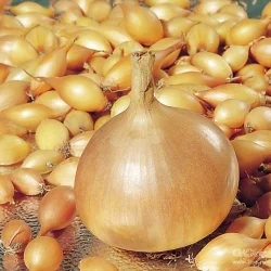 Севок лука «Голиат Стурон» на продажу