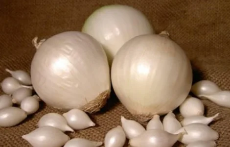 Лук-севок «gledstone» глэдстоун "