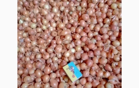 Продается лук-севок