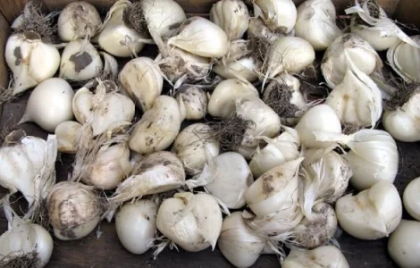 Лук Суворова ранний (крупный сорт)