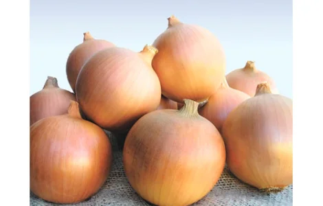 Озимый лук сибирь