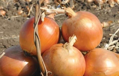 Семена лука Мелори, Легаси, Боско, Дерек Легенд