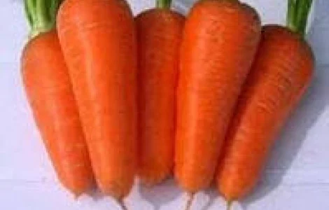 Продаются семена моркови Шантане-ред