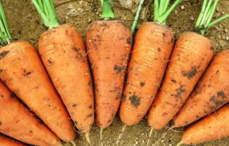 Продаются семена моркови сорта Шантане ред