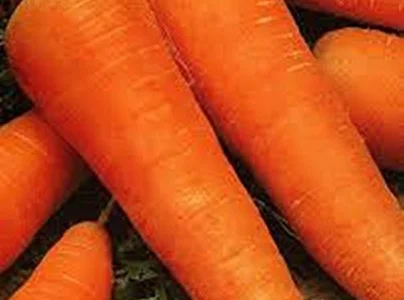 Продам семена Морковь Шантане