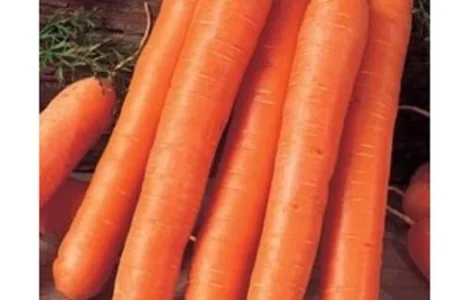 Пропонуються семена моркви Флакке від Euroseed