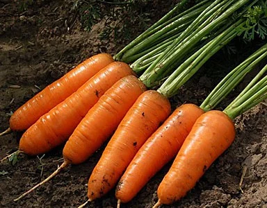 Продается семена моркови Медовянка