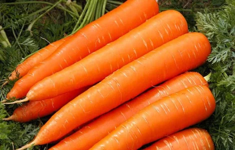 Продаются семена моркови Лакомка