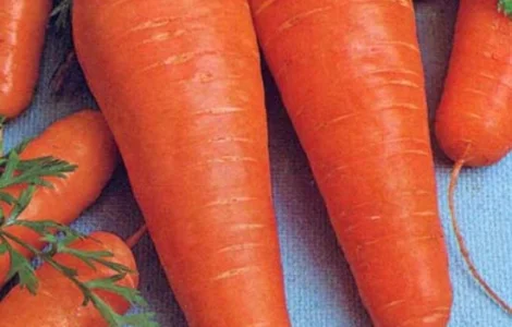 Продается семена моркови Курода Шантане