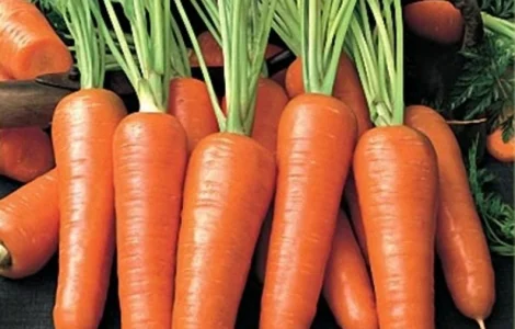 Морковь Артек