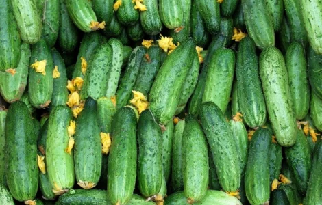 Семена огірків з приватної колекції