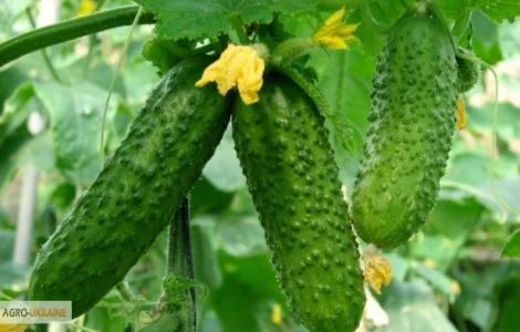 Пропонується насіння огірка Еліза F1