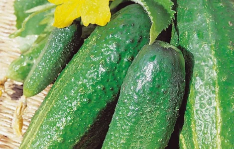 Продам семена Огурец Дальневосточный 27