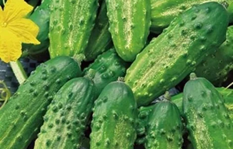 Продам семена Огурец Мечта дачника F1