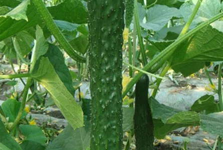 Продажа семян огурца Китайское чудо