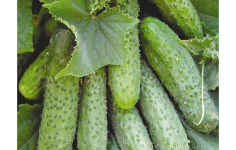 Пропонуються семена огірка Маша F1