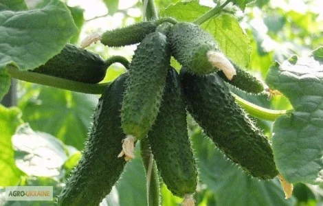 Пропонується насіння огірка Амур F1