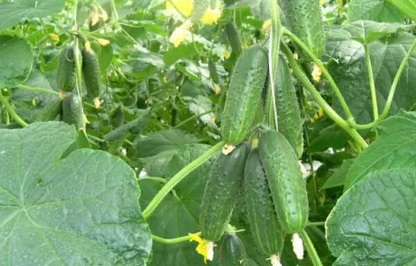 Продается семена Огурец Мирабелл F1