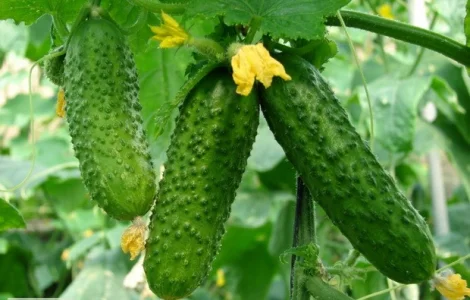 Продаются семена огурца Аякс F1 (Голландия)